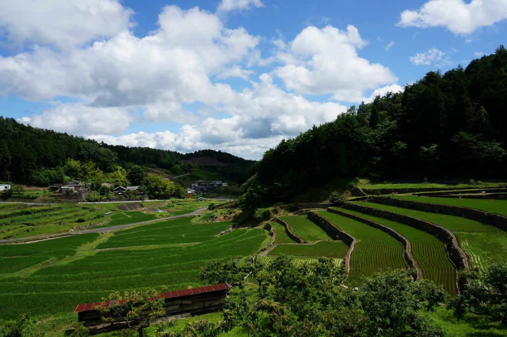 上代田棚田