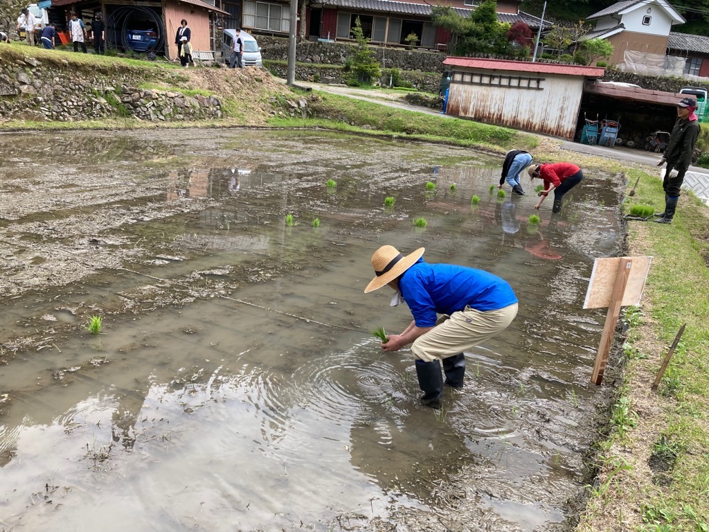 田植えの様子
