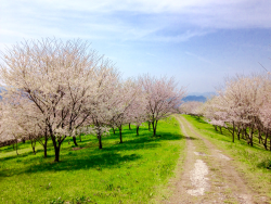 キリン水源の森の画像