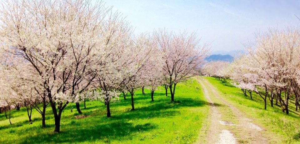 キリン水源の森